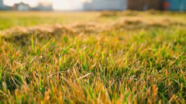 Kıştan sonra çimleri kuru ve ölü otlardan temizleme işlemi. Yüksek kaliteli FullHD görüntüler