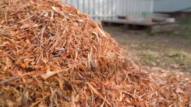 Ağaç dallarını öğütücüde işledikten sonra talaş dağı. Yüksek kaliteli FullHD görüntüler