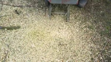 Ağaç öğütücüsünden çıkan talaş, üst manzara. Yüksek kaliteli FullHD görüntüler