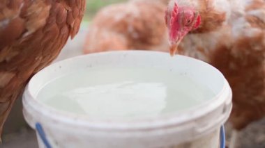 Genç tavuklar yavaş çekimde beyaz bir kovadan su içiyorlar. Yüksek kaliteli FullHD görüntüler