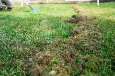 Kıştan sonra çimleri tırmıklamanın bir sonucu olarak kuru bir ot yığını. Bahar çim bakımı ve temizlik.