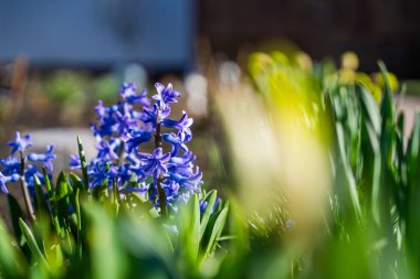 Mavi sümbül, güneşli bir günde baharda çiçek tarhında büyüyor..