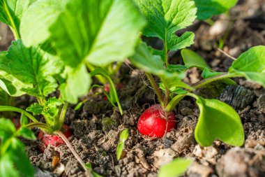 Bir serada, toprakta yetişen sulu kırmızı turp, yakın plan. Baharda sebze yetiştiriyorum..