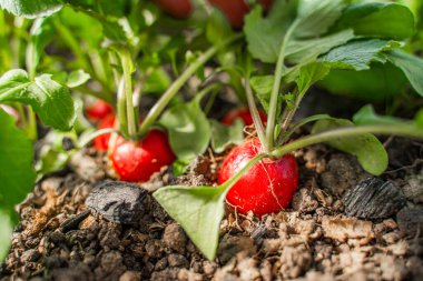 Bir serada, toprakta yetişen sulu kırmızı turp, yakın plan. Baharda sebze yetiştiriyorum..