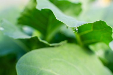 Su, bir seradaki lahana fidanlarının yapraklarına damlıyor, yakın plan..