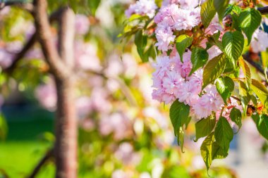 Sakura ağacı pembe çiçeklerle çiçek açıyor. Kapalı, güneşli bahar günü..