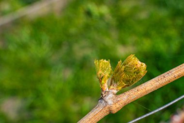 İlkbaharda üzümlerin ilk bahar yaprakları kapanıyor. Üzüm tomurcukları kıştan sonra uyanır.