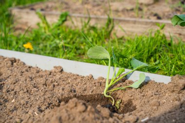 Güneşli bir bahar gününde sebze bahçesinde lahana yetiştirme süreci..