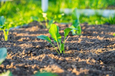 Taze ekilmiş lahana fideleri sabah güneş doğarken bahçede yetişir. Genç sebze filizleri.