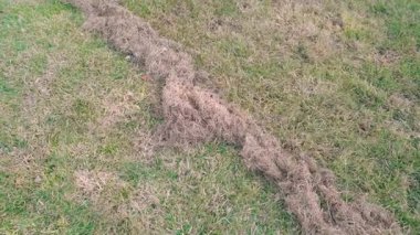 Çimleri kuru otlardan temizleme, kamera hareketleri. Yüksek kaliteli FullHD görüntüler