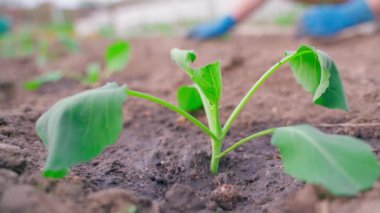 Bahçeye taze ekilmiş lahana filizi, yakın plan. Arka planda, bahçede bir kişi çalışıyor. Yüksek kaliteli FullHD görüntüler