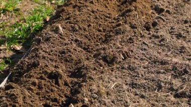 Bitkisel bir bahçe yatağında düz bir kesiciyle toprakta derin bir sıra oluşturuyorlar. Ekmek için hazırlık. Yüksek kaliteli FullHD görüntüler
