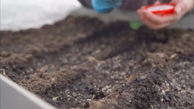 Eldivenli bir el cımbızla tohum eker, yakın plan. Yüksek kaliteli FullHD görüntüler