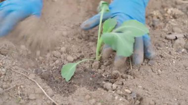 Mavi lastik eldivenli eller bahçenin toprağına lahana tohumu eker, yakın plan. Yüksek kalite 4k görüntü