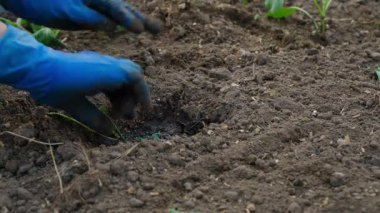 Mavi lastik eldivenli kadın eller bahçenin toprağına lahana tohumu ekiyor, yakın plan. Yüksek kalite 4k görüntü