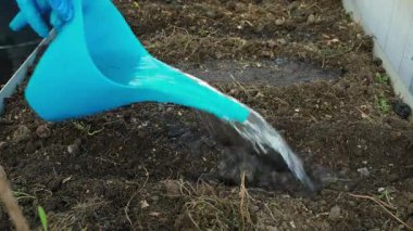Bahçeye tohum ekmeden önce sıraları suluyorum. Yüksek kalite 4k görüntü