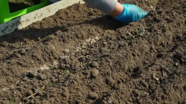 Tohumları daha iyi temas için toprakla hafifçe dolduruyor. Lastik eldivendeki bir el, bahçeye yeni ekilmiş tohumları ütüler. Yüksek kalite 4k görüntü