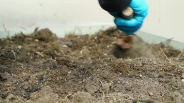 Bir seradaki bahçe yatağında toprak yetiştirme. Bir kadının elindeki lastik eldiven toprağı işliyor, yakın plan. Yüksek kalite 4k görüntü