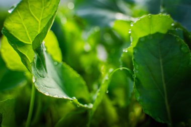 Su, bir seradaki lahana fidanlarının yapraklarına damlıyor, yakın plan..