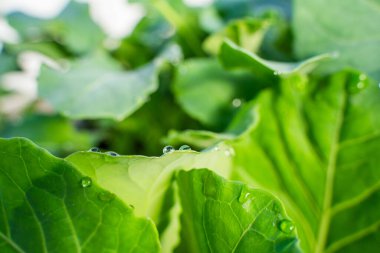Su, bir seradaki lahana fidanlarının yapraklarına damlıyor, yakın plan..