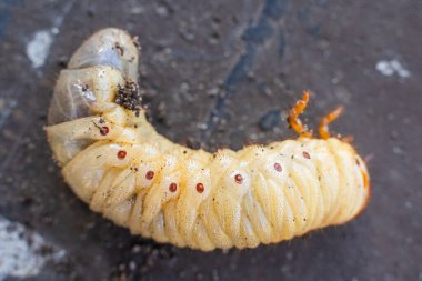 Büyük gergedan böcek larvası, yakın plan..