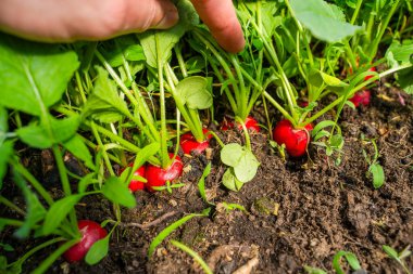 Elle kaldırılan yapraklar ve baharın başlarında serada büyüyen kırmızı turpları gösteriyor..