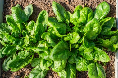 Serada yakın plan bir yatakta büyüyen ıspanak. Gün batımında büyük ıspanak yaprakları yetişiyor..