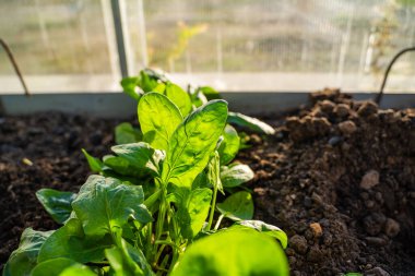Serada yakın plan bir yatakta büyüyen ıspanak. Gün batımında büyük ıspanak yaprakları yetişiyor..