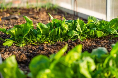 Serada yakın plan bir yatakta büyüyen ıspanak. Gün batımında büyük ıspanak yaprakları yetişiyor..