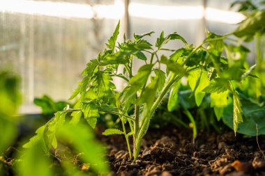 Gün batımında sera yatağında büyüyen genç bir domates tohumu. Ekilmiş fidanlar.