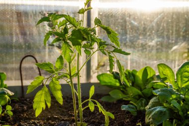 Akşam günbatımında serada büyüyen domates fidanları..