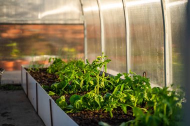 Akşam günbatımında serada büyüyen domates fidanları..