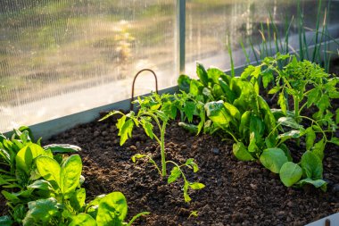 Akşam günbatımında serada büyüyen domates fidanları..