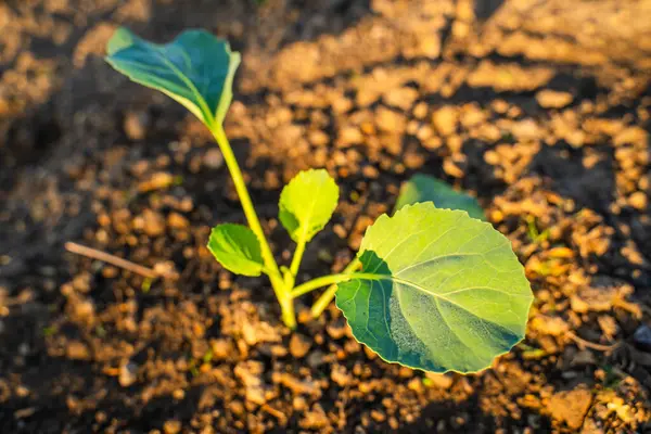 Taze ekilmiş lahana fideleri sabah güneş doğarken bahçede yetişir. Genç sebze filizleri.
