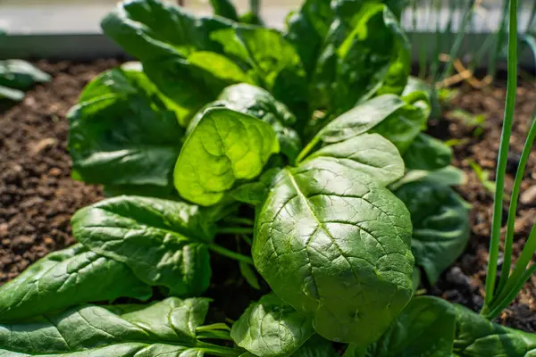 Serada yakın plan bir yatakta büyüyen ıspanak. Gün batımında büyük ıspanak yaprakları yetişiyor..
