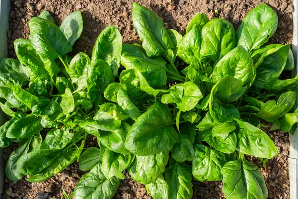 Serada yakın plan bir yatakta büyüyen ıspanak. Gün batımında büyük ıspanak yaprakları yetişiyor..