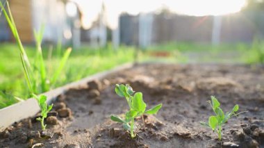 Bahar aylarında gün batımında bezelye yatağında büyüyen taze bezelye filizleri. Yüksek kaliteli FullHD görüntüler