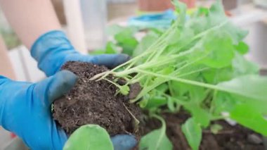 Lahana fidelerini yakından tutan kadın elleri. Yüksek kaliteli FullHD görüntüler