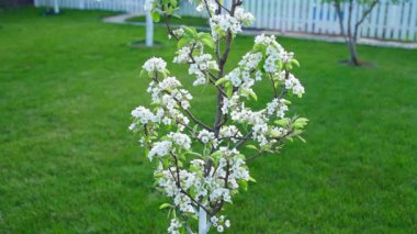 Genç bir armut ağacı bol bol beyaz çiçekler ve düzgün kamera hareketiyle çiçek açar. Akşamları ağaçlı ve çimenli bir bahar bahçesi. Yüksek kaliteli FullHD görüntüler