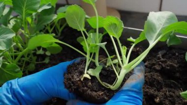 Mavi lastik eldivenli eller lahana fidanlarını yakın plan çekimde böler. Yüksek kaliteli FullHD görüntüler