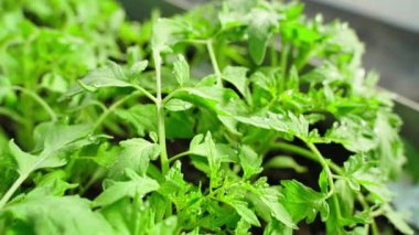 Domates fideleri bir seranın yakınındaki su damlacıklarında. Yüksek kaliteli FullHD görüntüler