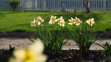Sarı nergisler, günbatımında çiçek açan bir çiçek tarhında, düzgün kamera hareketleri. Yüksek kaliteli FullHD görüntüler
