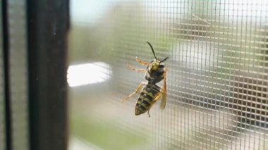 Eşekarısı pencereye tırmanıyor ve içeri girmeye çalışıyor, yakın çekim, yavaş çekim. Yüksek kaliteli FullHD görüntüler