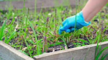 Mavi lastik eldivenli bir kadın bahçede büyüyen kuşkonmazı topluyor, yakın plan. Yeşil kuşkonmaz hasadı. Yüksek kalite 4k görüntü