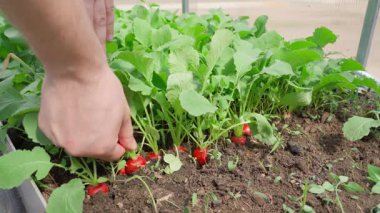 Bir serada turp yetiştiren bir yatak. Bir el kırmızı turpları toplar. Yüksek kalite 4k görüntü