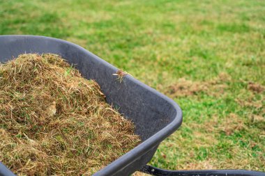 Baharın çimlerini temizledikten sonra çim biçen el arabası. Kış sonrası bahçe bakımı.