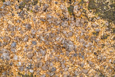Sebze bahçesi yatağında talaş tozlu tavuk dışkıları. Toprağı kuş pisliğiyle gübrelemek..