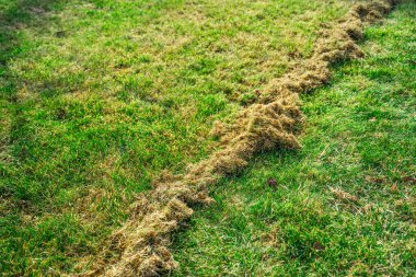 Kıştan sonra çimleri tırmıkladıktan sonra kuru ot miktarı. Baharda bahçe bakımı.