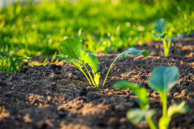 Taze ekilmiş lahana fideleri sabah güneş doğarken bahçede yetişir. Genç sebze filizleri.
