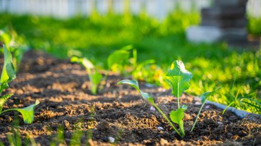 Taze ekilmiş lahana fideleri sabah güneş doğarken bahçede yetişir. Genç sebze filizleri.